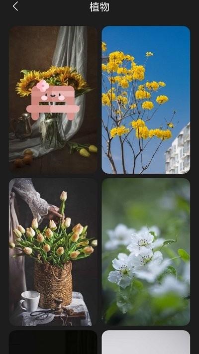 布丁壁纸app下载,布丁壁纸,壁纸app,主题app